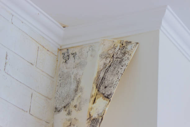 Why You Should Choose Our Mold Remediation Services in Westminster, MD